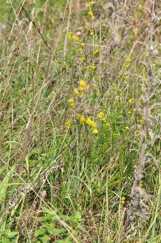 Lady's Bedstraw