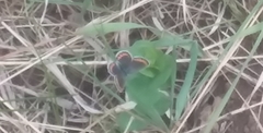 Plebejus melissa