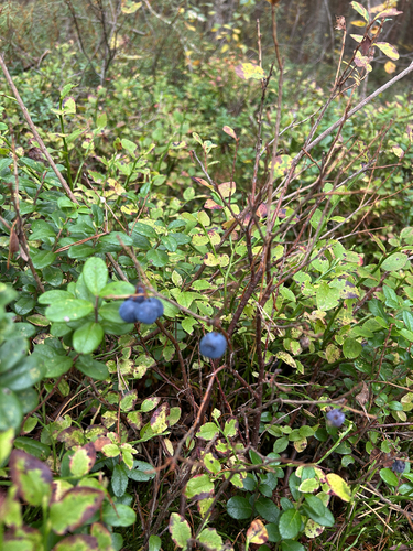 bog bilberry