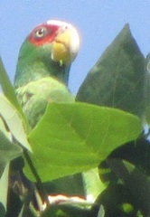 Amazona albifrons