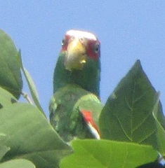 Amazona albifrons