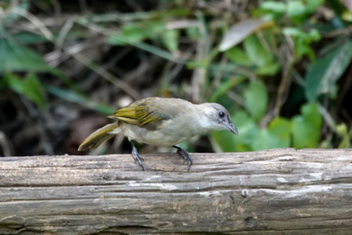 Light-vented Bulbul