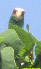 Amazona albifrons