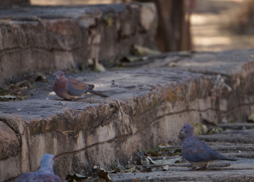 Laughing Dove