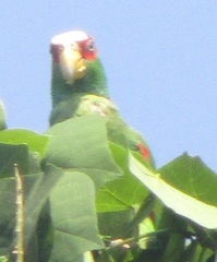 Amazona albifrons