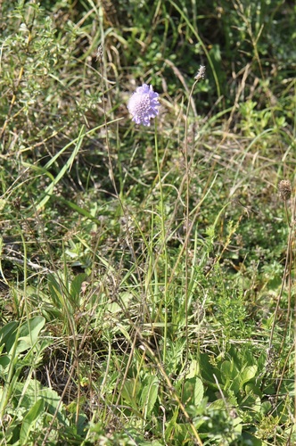 Field Scabious