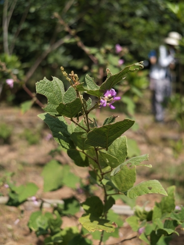Puhuaea sequax observed 2026-10-09