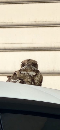 iNaturalist image