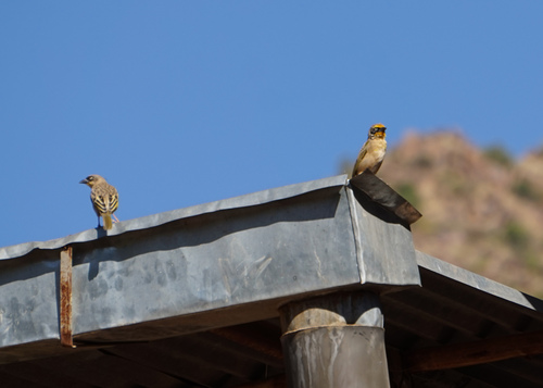 Baglafecht Weaver