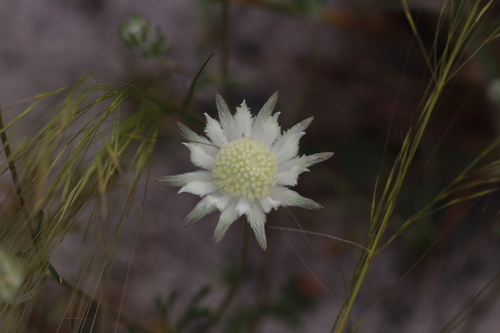 Actinotus leucocephalus, 2026-10-09