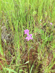 Erodium brachycarpum
