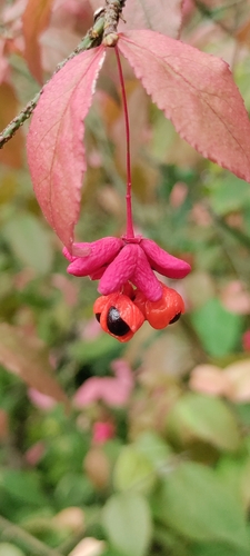 Warty-barked Spindle