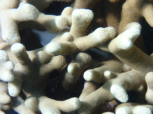 Porites cylindrica observed 2026-10-09