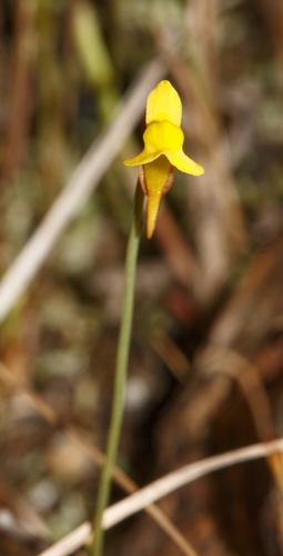 Utricularia bifida observed 2026-10-10