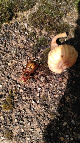 European Hornet