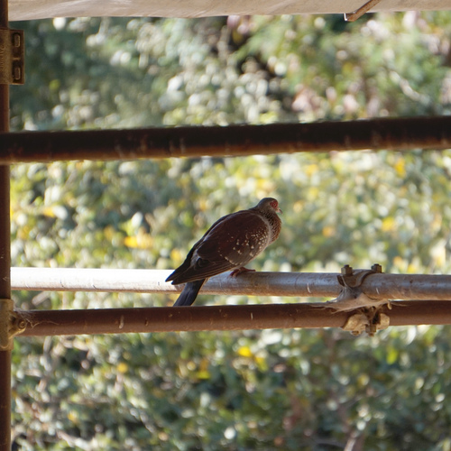 Speckled Pigeon