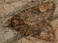 Aseptis binotata