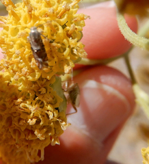 Lithariapteryx abroniaeella