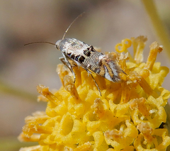 Lithariapteryx abroniaeella