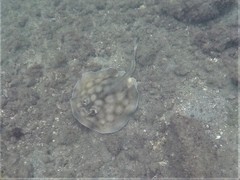 Urobatis concentricus