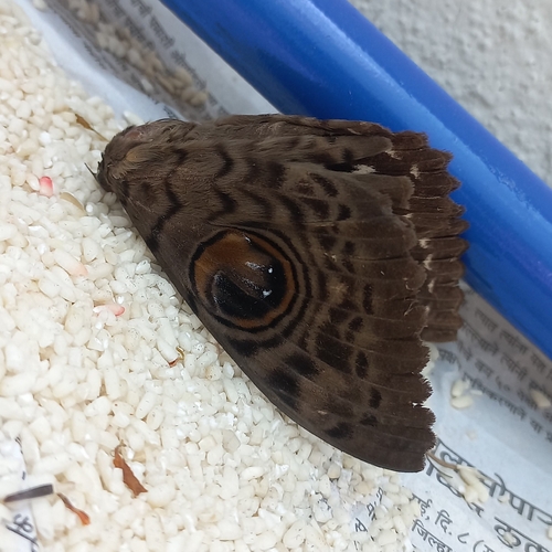 Common Owl Moth