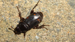 Nicrophorus pustulatus