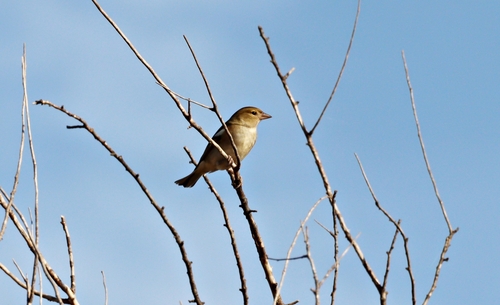 Common Chaffinch