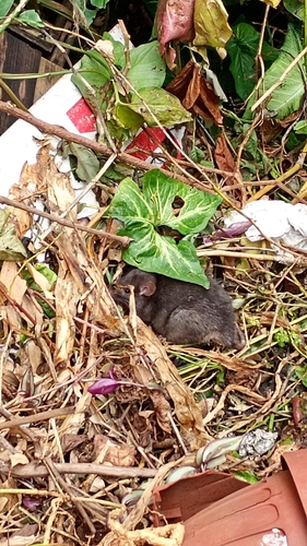 Black Rat
