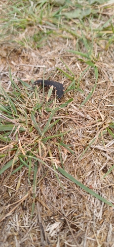 European Glow-worm