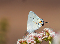 Strymon melinus pudica