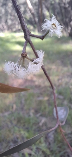 Eucalyptus radiata observed 2026-10-10