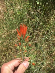 Castilleja minor