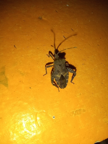 Acanthocoris scaber