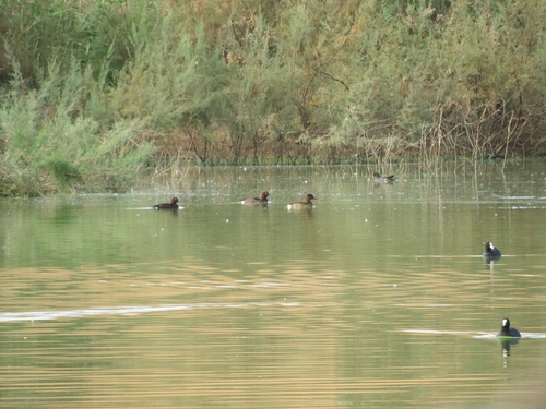 Ferruginous Duck