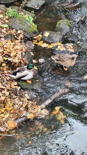 Mallard