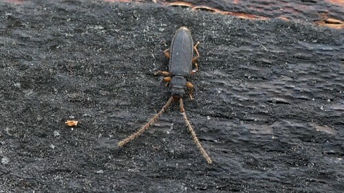 Uleiota planata