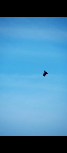 Cinereous Vulture