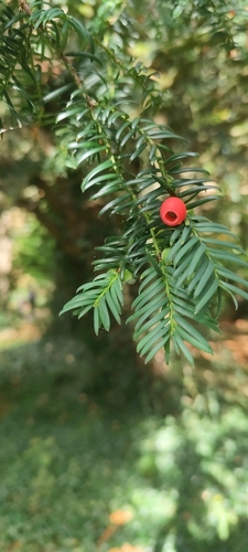common yew