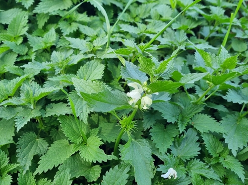 White deadnettle