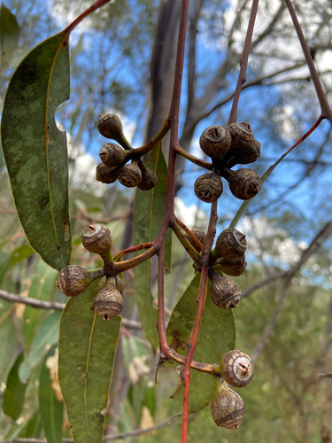 Eucalyptus punctata observed 2026-10-10
