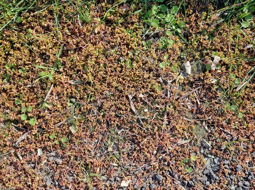 Common Purslane