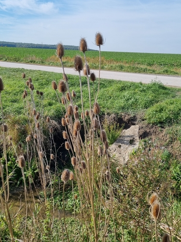 wild teasel