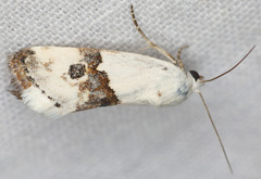 Ponometia elegantula