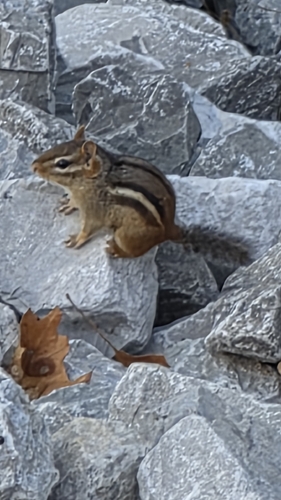 Eastern Chipmunk