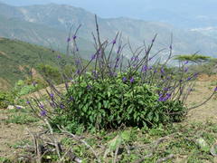 Stachytarpheta steyermarkii