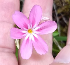 Phlox adsurgens