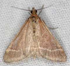 Pyrausta lethalis