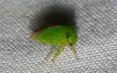 Stictocephala militaris