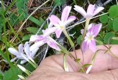 Phlox adsurgens
