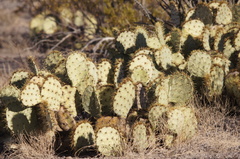 Opuntia rastrera